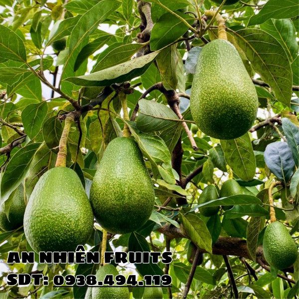 Tác Dụng Quả Bơ Và Cách Ăn Bơ Tốt Cho Sức Khỏe